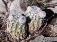 Echinocereus_reichenbachii_ssp._caespitosus_GM_1646.jpg