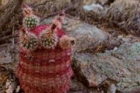 Echinocereus_rigidissimus_GM_1323.1.jpg