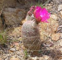 Echinocereus_rigidissimus_GM_977.7.jpg