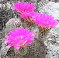 Echinocereus_rigidissimus_GM_980.5.jpg