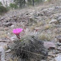 Echinocereus_roemerianus_GM_971.jpg