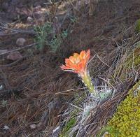 Echinocereus_salm-dyckianus_GM_974.5.jpg
