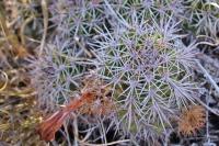 Echinocereus_santaritensis_GM_1323.jpg