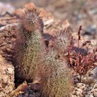 Echinocereus_sciurus_GM_1273.1.jpg