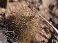 Echinocereus_sciurus_GM_1276.jpg
