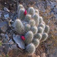 Echinocereus_sp._GM_1493.1.jpg