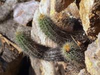Echinocereus_spinigemmatus_GM_1216.1.jpg