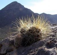 Echinocereus_stramineus_GM_1078.2.jpg