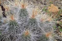 Echinocereus_stramineus_GM_1345.2.jpg