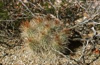 Echinocereus_stramineus_GM_610.jpg