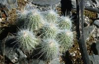 Echinocereus_stramineus_GM_634.2.jpg
