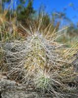 Echinocereus_stramineus_GM_636.1.jpg