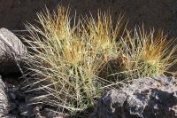 Echinocereus_stramineus_GM_990.1.jpg