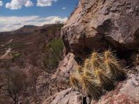 Echinocereus_stramineus_ssp._occidentalis_GM_1487.13.jpg