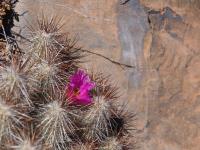 Echinocereus_stramineus_ssp._occidentalis_GM_1493.5.jpg