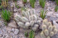 Echinocereus_stramineus_ssp._occidentalis_GM_897.4.jpg