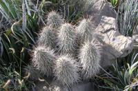 Echinocereus_stramineus_ssp._occidentalis_GM_906.2.jpg