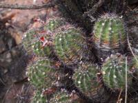 Echinocereus_tayopensis_GM_1487.14.jpg