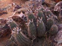 Echinocereus_tayopensis_GM_1488.4.jpg