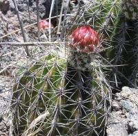 Echinocereus_tayopensis_GM_974.9.jpg