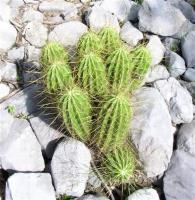Echinocereus_viereckii_GM_868.2.jpg