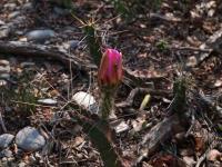 Echinocewreus_procumbens_GM_1508.11.jpg