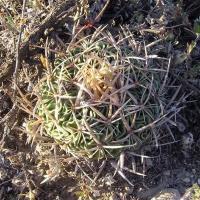 Echinofossulocactus_aff._phyllacanthus_GM_953.1.jpg