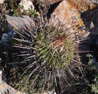 Echinofossulocactus_anfractuosus_GM_1258.24.jpg