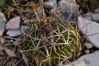 Echinofossulocactus_anfractuosus_GM_1371.13.jpg