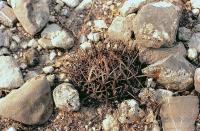 Echinofossulocactus_anfractuosus_GM_481.jpg