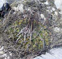 Echinofossulocactus_anfractuosus_GM_962.jpg