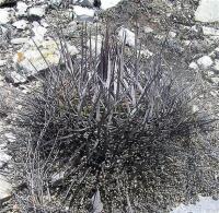 Echinofossulocactus_anfractuosus_GM_963.jpg