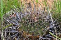 Echinofossulocactus_coptonogonus_GM_1361.10.jpg