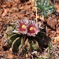 Echinofossulocactus_coptonogonus_GM_1611.1.jpg