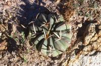 Echinofossulocactus_coptonogonus_GM_706.1.jpg