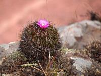 Echinofossulocactus_crispatus_GM_1610.24.jpg