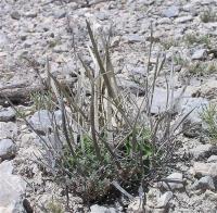 Echinofossulocactus_erectocentrus_GM_1011.1.jpg