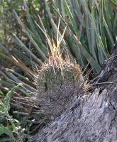 Echinofossulocactus_erectocentrus_GM_792.2.jpg