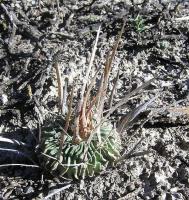 Echinofossulocactus_erectocentrus_GM_798.1.jpg