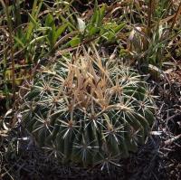 Echinofossulocactus_heteracanthus_GM_1259.2.jpg