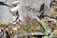 Echinofossulocactus_lamellosus_GM_1108.1.jpg