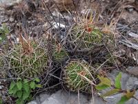 Echinofossulocactus_lamellosus_GM_1258.12.jpg