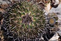 Echinofossulocactus_lamellosus_GM_1365.4.jpg