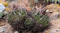 Echinofossulocactus_lamellosus_GM_1369.1.jpg
