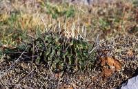 Echinofossulocactus_lamellosus_GM_728.jpg