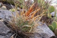 Echinofossulocactus_lloydii_GM_1037.4.jpg