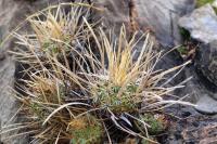 Echinofossulocactus_lloydii_GM_1346.jpg
