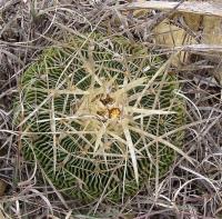 Echinofossulocactus_multicostatus_GM_1068.1.jpg
