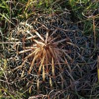 Echinofossulocactus_multicostatus_GM_1242.jpg