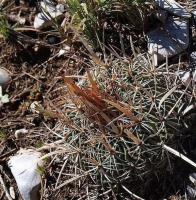 Echinofossulocactus_multicostatus_GM_1246.4.jpg